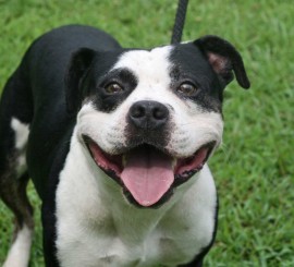 Buster - Carteret County Humane Society
