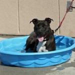 Disney in pool - Carteret County Humane Society and Animal Shelter